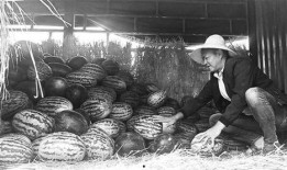 泗阳网红街吃瓜群众事件,一场网络舆论的风暴与反思